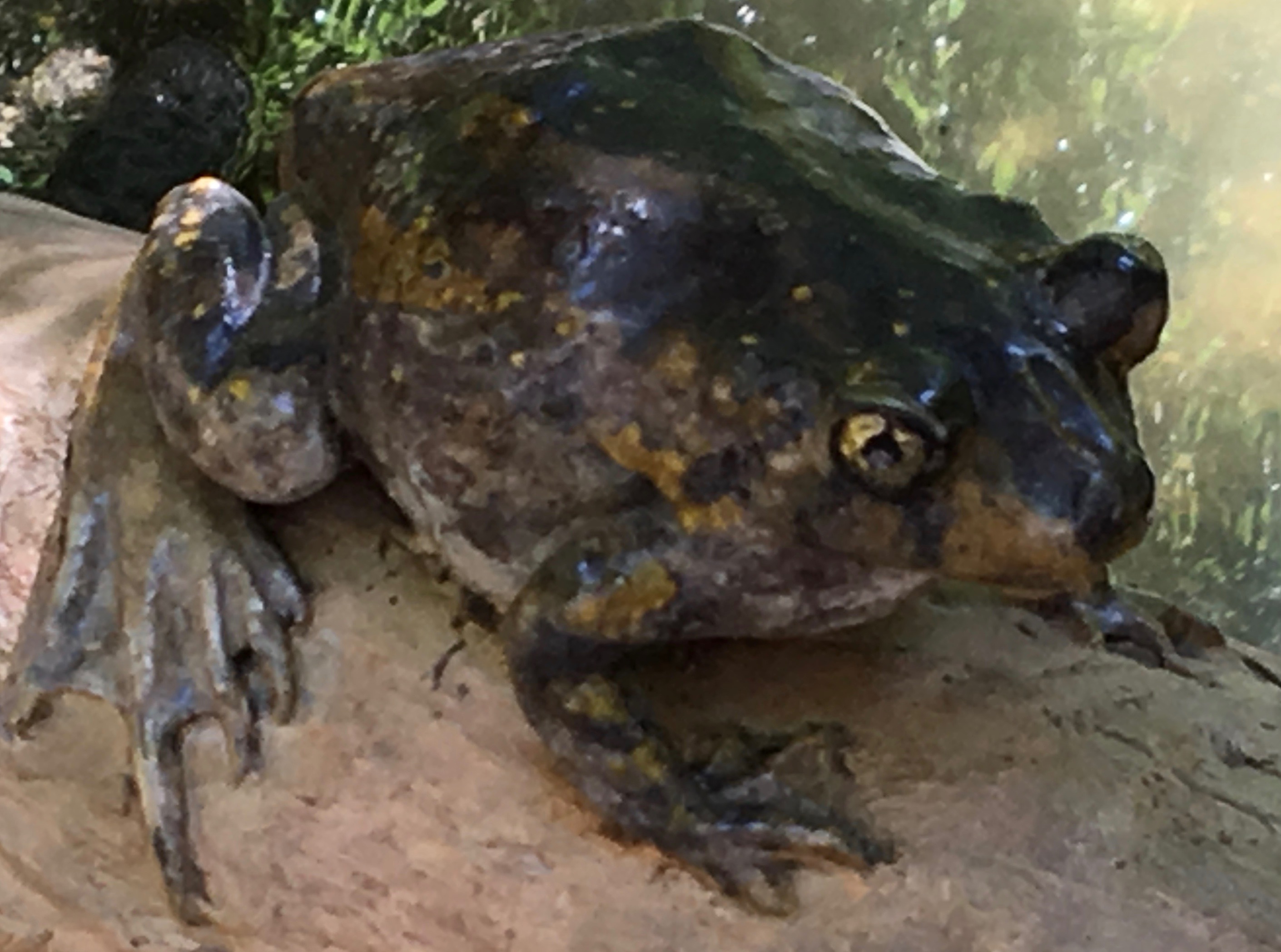 frog in central park