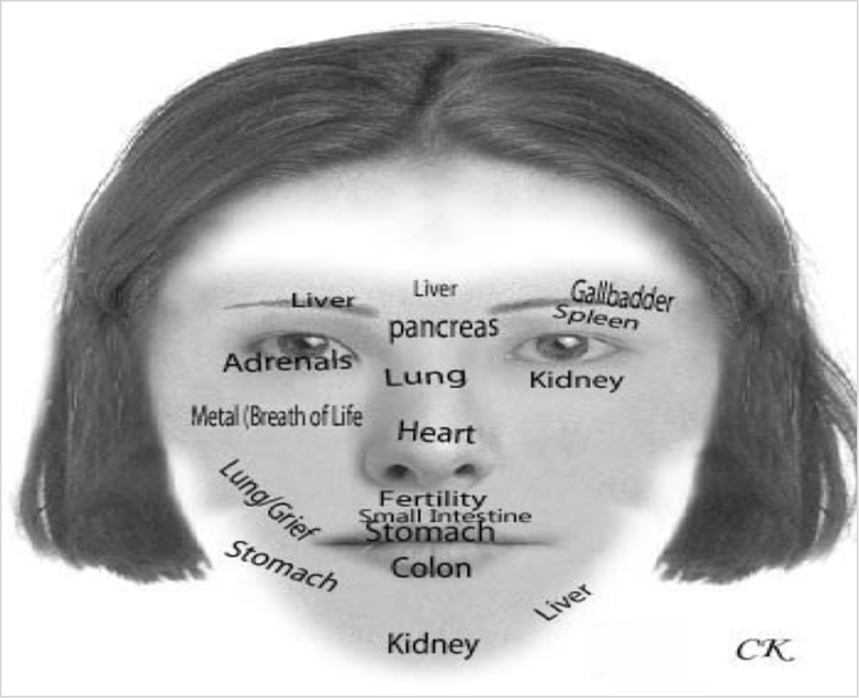 Face with organ names mapped